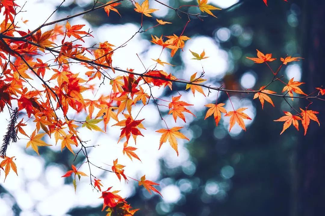 做个‘追枫少女’领略红叶之美！