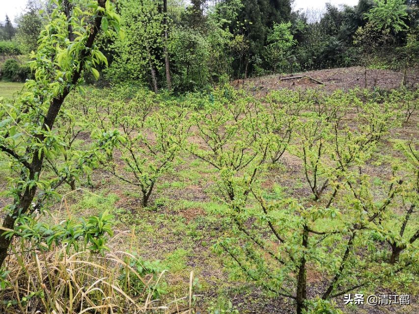 保果肥的最快解决方法,贪吃一口竟然带来这样的后果