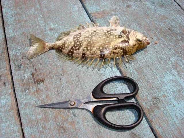 海边一种小不丁点大的泥猛鱼,刺得龇牙咧嘴,腹内有一股特殊的臭