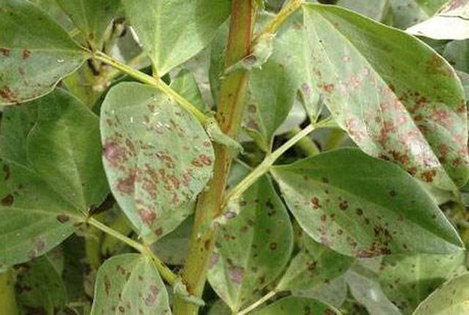 蚕豆春季种植方法全过程,春季蚕豆种植时间和温度