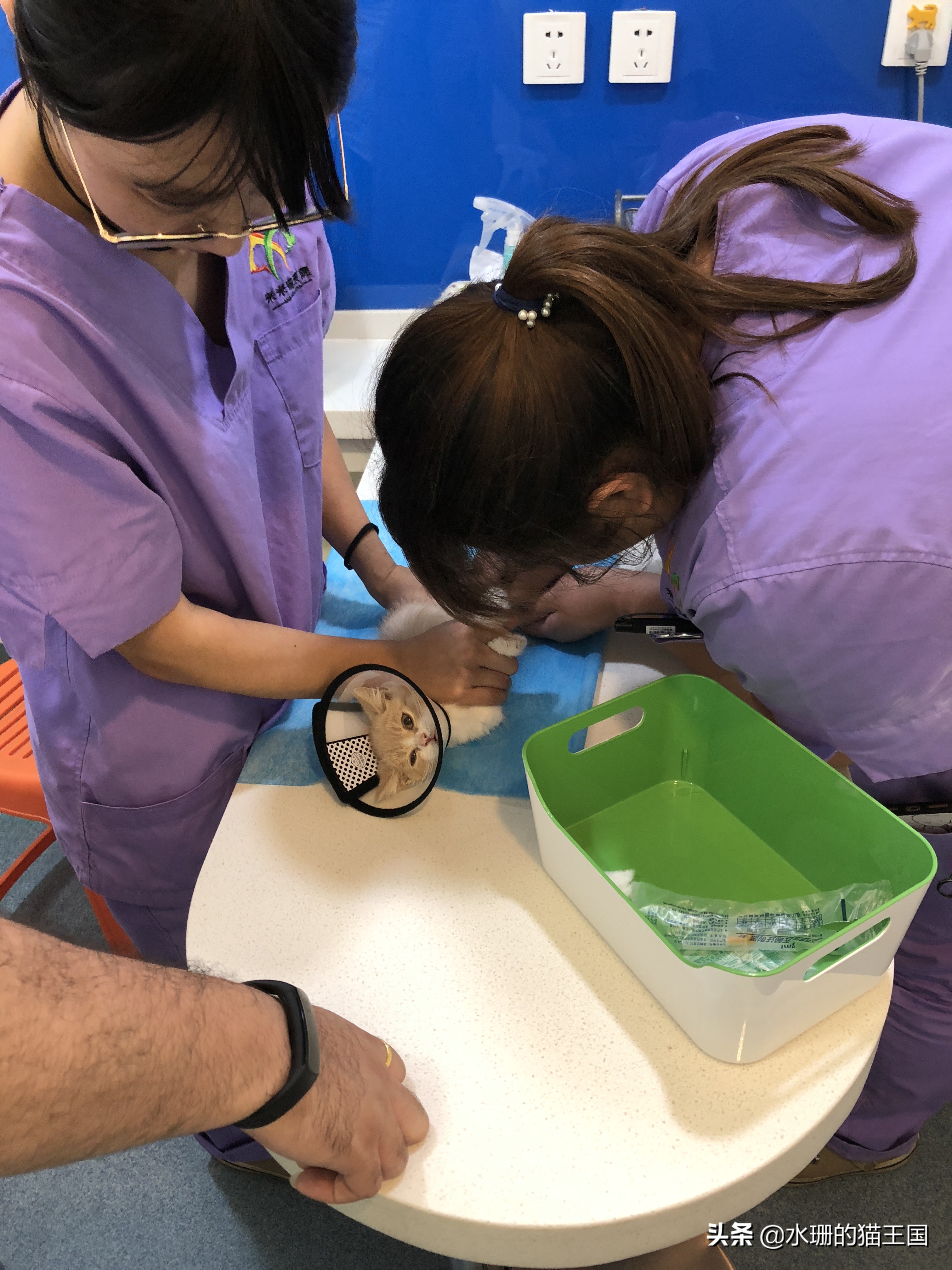 猫咪误食中毒了怎么办,猫咪食物中毒后如何急救