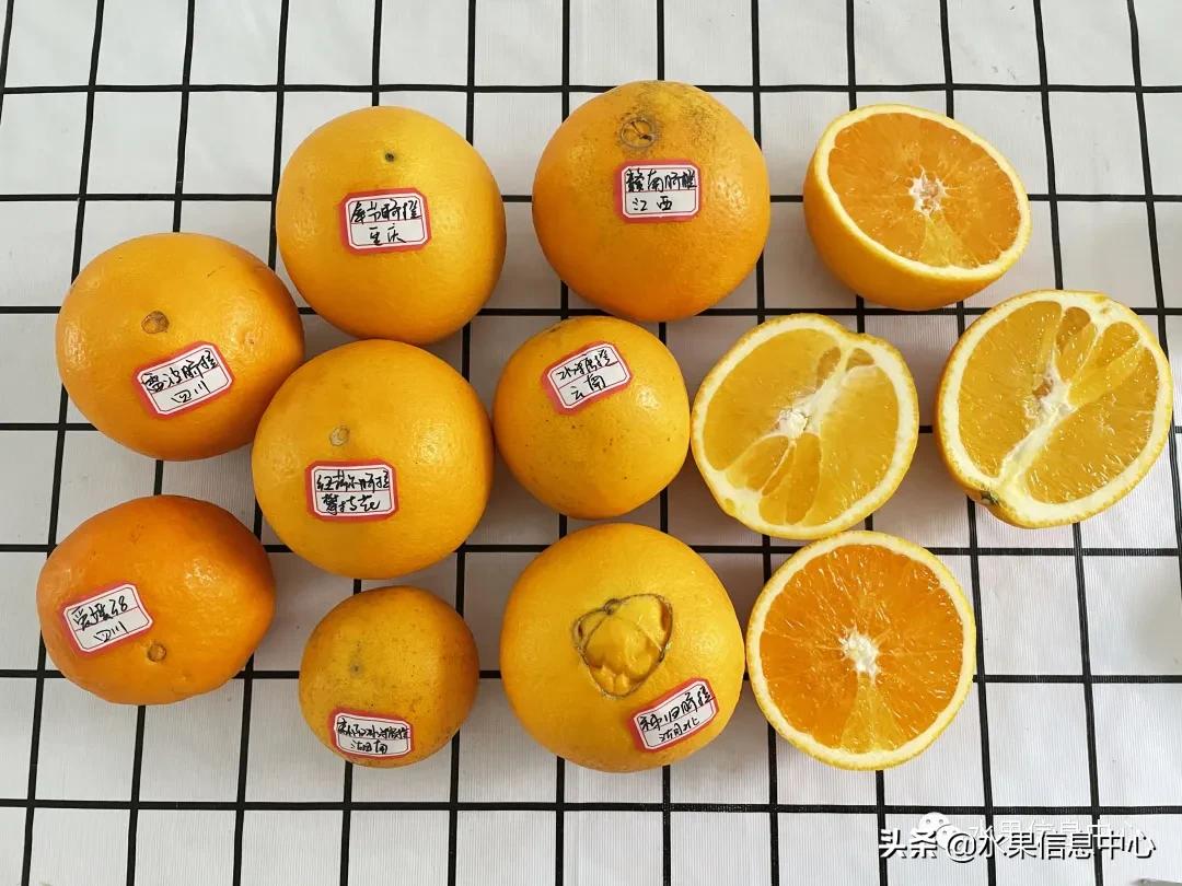 9种橙子测评,正宗秭归脐橙湖北橙子