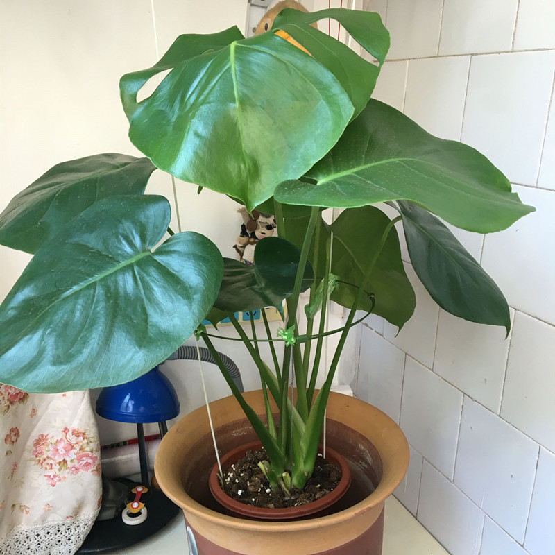 龟背竹叶片发黄原因及解决方法,龟背竹叶片发黄了怎么处理