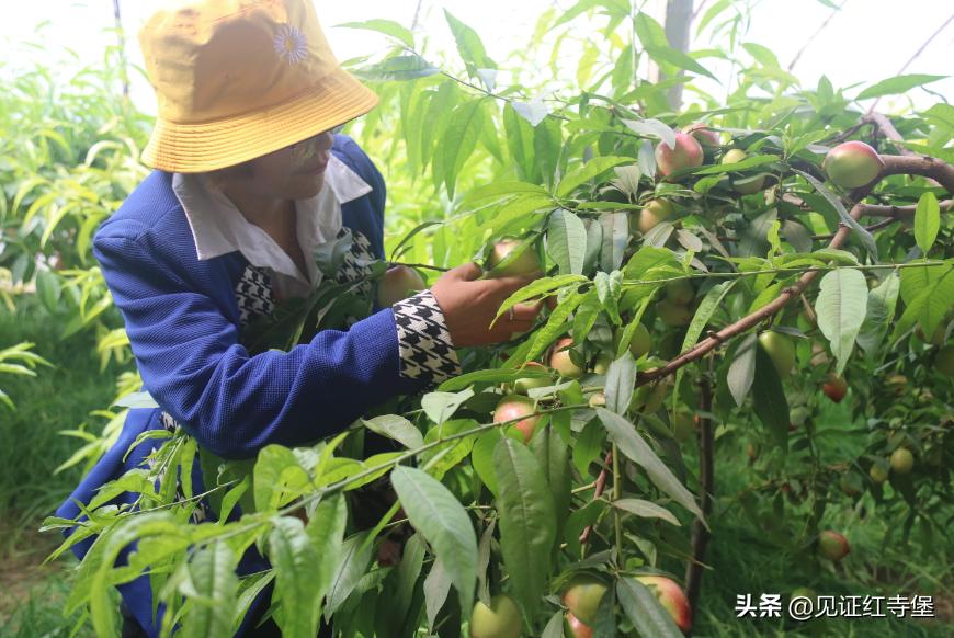 高堡油桃,红寺堡油桃采摘