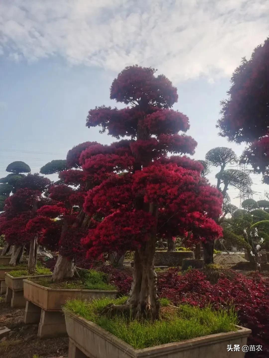红花檵木小老桩批发,精品红花檵木老桩盆景