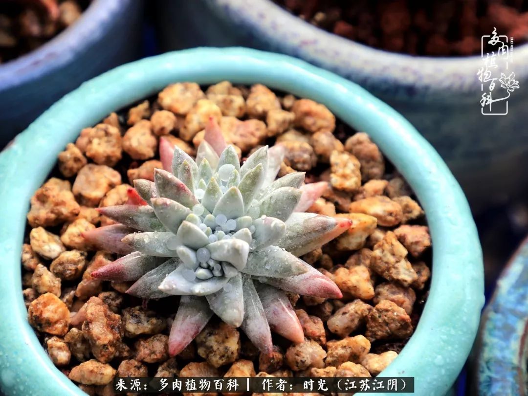 养多肉的人都有一颗善良的心,养多肉植物的人有什么特点