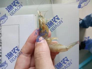 由纤毛虫引起的对虾黑鳃怎么处理,对虾鳃部有纤毛虫怎么处理