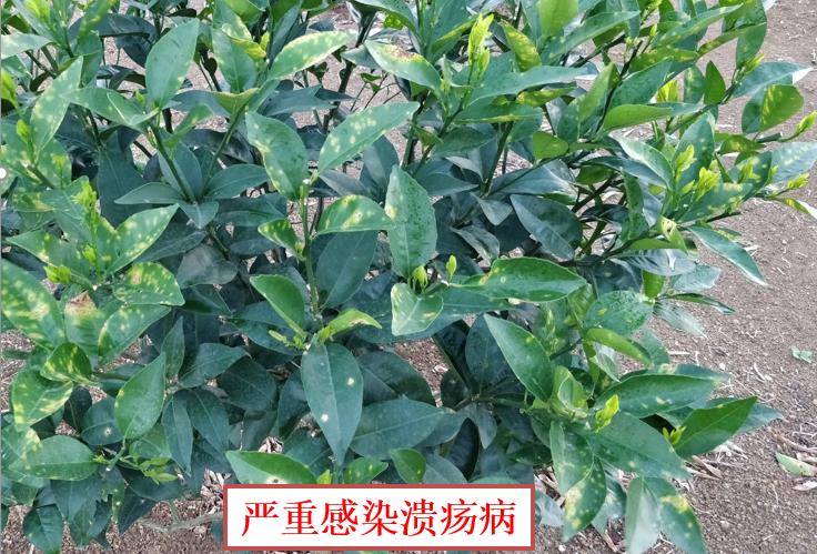 大蒜素能预防真菌感染吗,大蒜素治疗细菌感染
