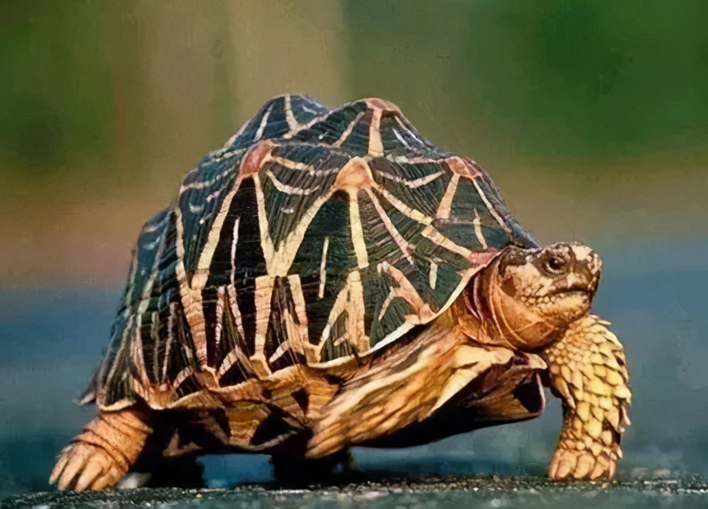 各种龟类图片大全大图,龟类展示会