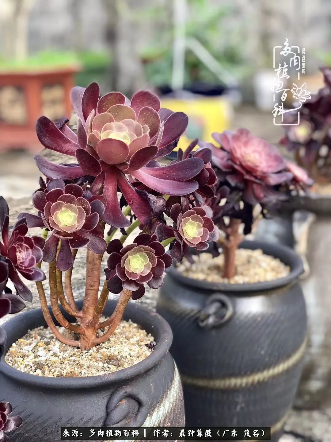 轻轻地告诉你,我的多肉也曾美过,不信你看看