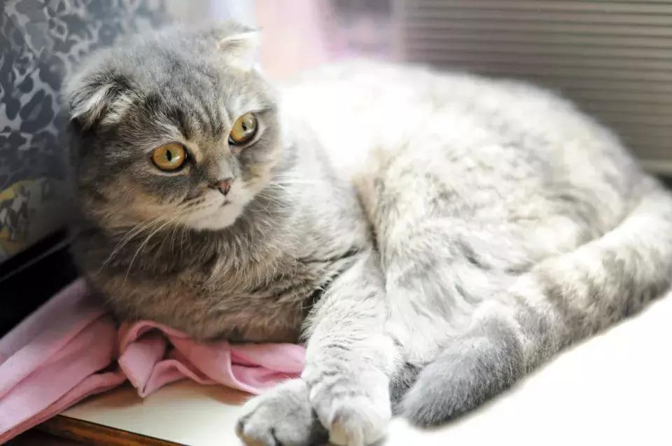 猫咪心脏肥大呼吸急促怎么办,猫咪喘粗气宠物医院有什么方法