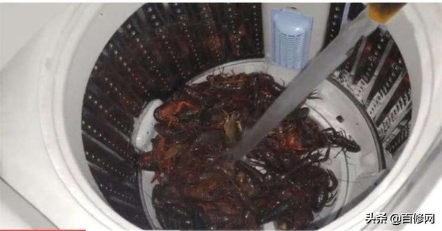 网上流传“洗衣机清洗小龙虾”？这个操作使不得，洗衣机太脏了！