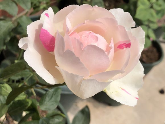 月季伊芙的特点,伊芙月季品种最低温可以适应多少