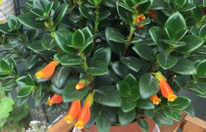 金鱼吊兰和牡丹吊兰哪个开花多,金鱼吊兰开花期间怎么养护和浇水