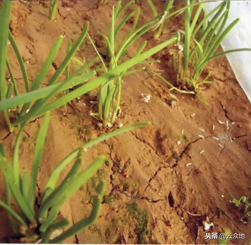 葱叶潜斑蝇怎么防治,葱蝇如何防治