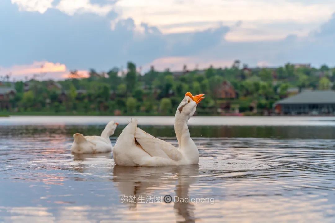 云南最美小镇图片,云南太平湖森林公园花海