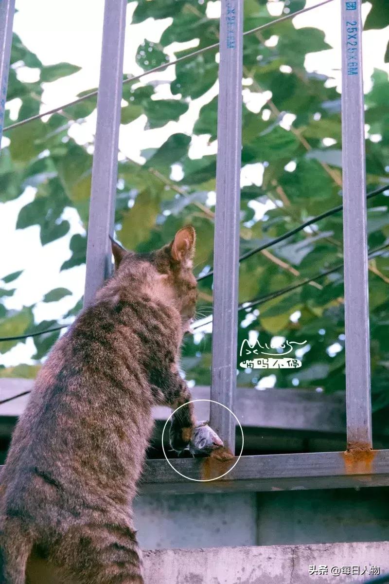 猫咪也有无可奈何的时候,猫咪为什么会给人安慰