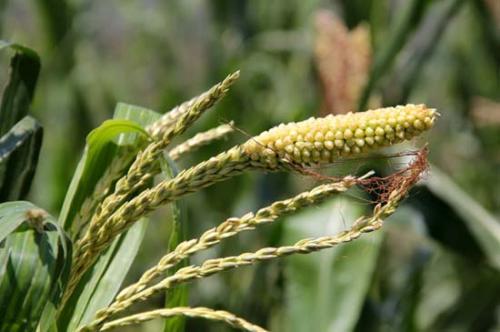 玉米为何出现“两性穗”,主要原因有哪些?该如何有效防治?