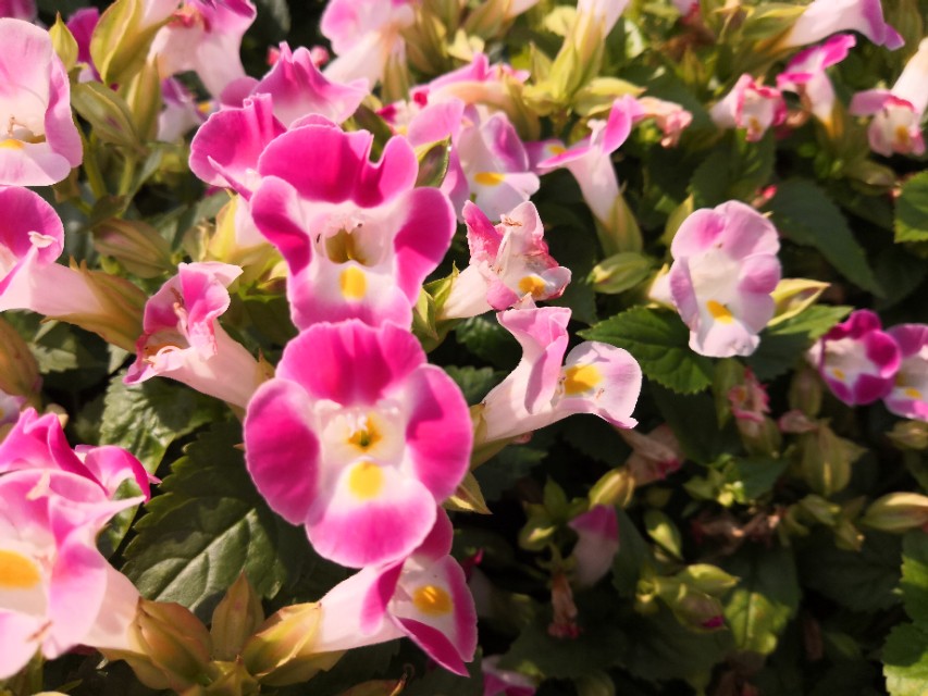 #唤醒好*光春**#​花海里的小蜜蜂，只有勤劳和不懈努力才会有成功