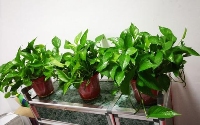 绿萝黄叶的原因和解决方法,养绿萝烂根是什么原因