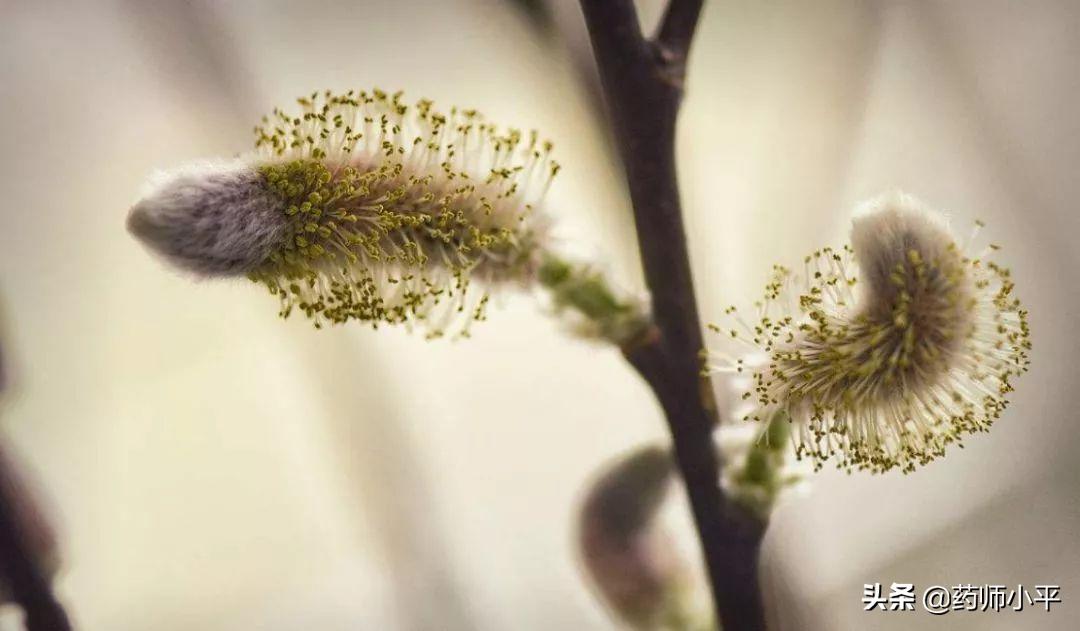 终于，找到了应对漫天的絮状物的方法，你的鼻子和皮肤有反应吗？