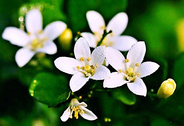 九里香木本,九里香是耐寒花卉吗