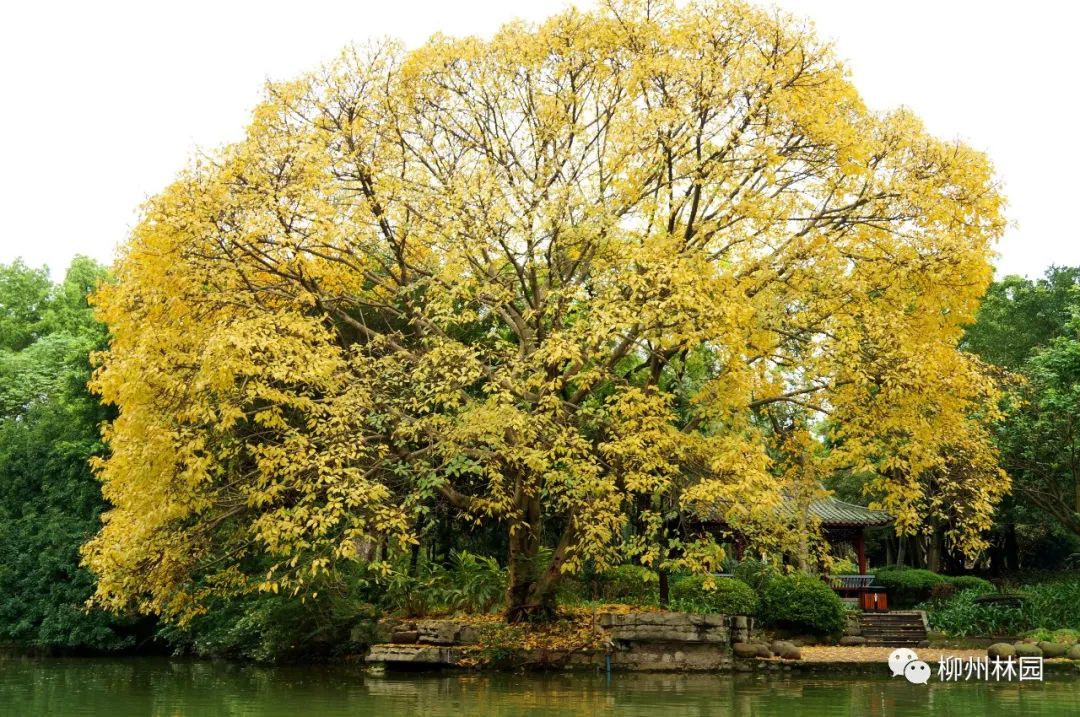 柳州的柳侯公园特色,柳州柳侯公园秋天美景
