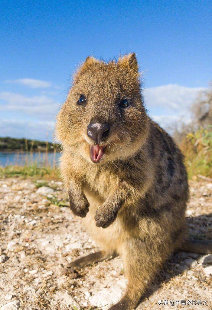 「鼠年说鼠」来看千奇百怪的鼠类，全认识算我输