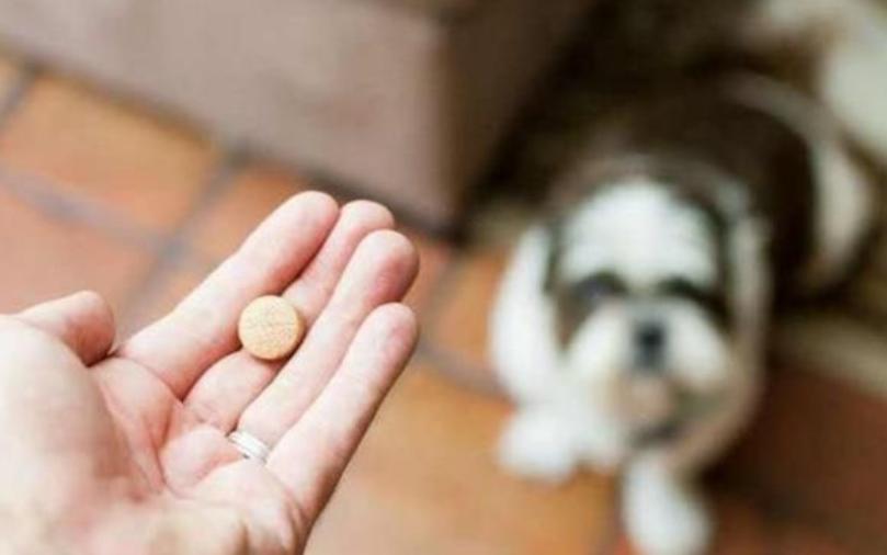 幼犬啃墙皮吃石头,金毛幼犬啃墙皮吃石灰