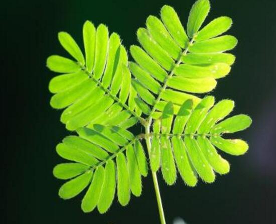 含羞草叶片发黄原因和处理,含羞草叶子边缘发黄怎么回事