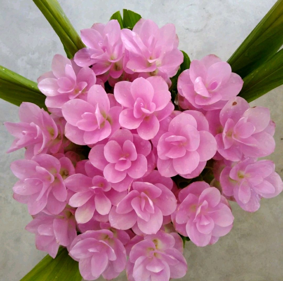 姜荷花叶子枯萎了怎么办,姜荷花换盆以后叶子变黄