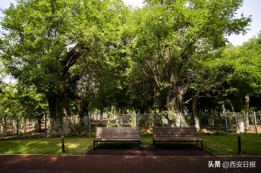 西安公园开放通知最新,西安附近公园免费景点