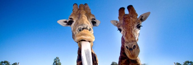 悉尼塔龙加动物园游玩攻略,悉尼塔龙嘉动物园游记