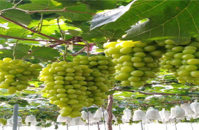 贵妃玫瑰葡萄介绍,贵妃玫瑰葡萄管理技术