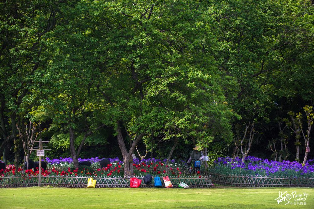 上海国际花展一览表,上海国际花展一览