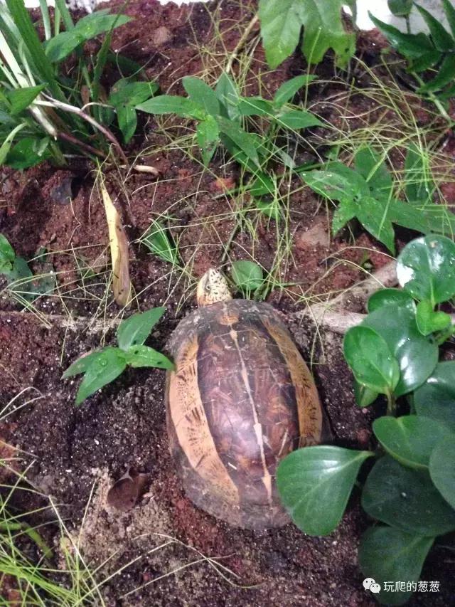 半水龟环境建造,椰土养半水龟