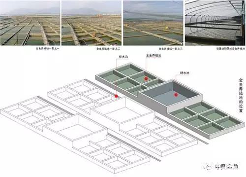 金鱼要配对繁殖吗多久可以繁殖,家庭养殖的草金鱼能自然繁殖吗