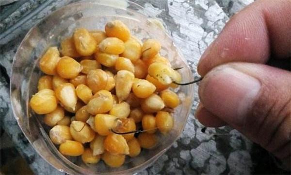 春天用玉米粒钓鱼有效果吗,用玉米粒钓鱼还用什么打窝