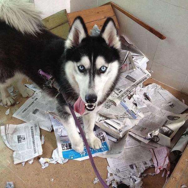 狗狗晚上老是叫该怎么办,狗狗晚上总是叫怎么训练