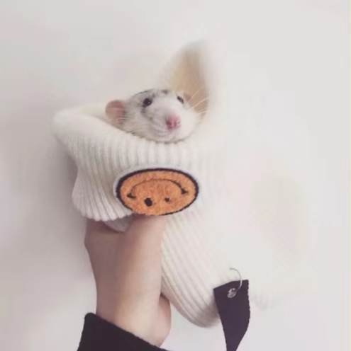 花枝鼠妈妈难产，作为主人如何帮它渡过难关？