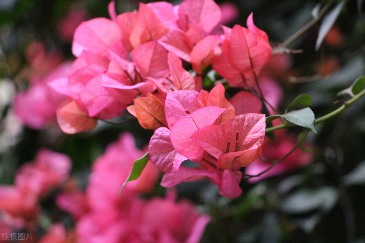 适合家庭养的带香味的无毒花,10种健康花