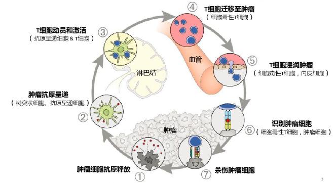 获诺贝尔奖抗癌药,获得医学诺贝尔奖