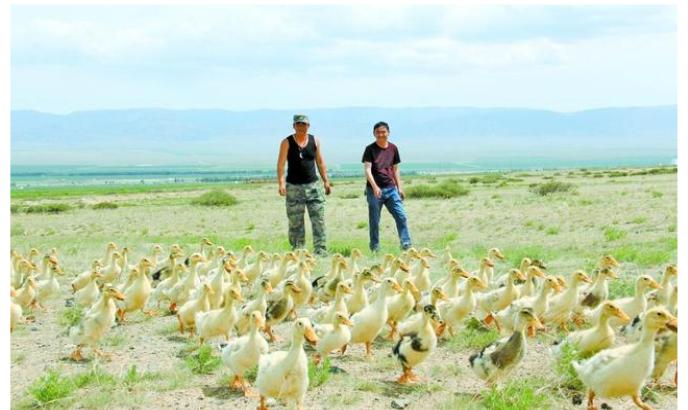 灭蝗虫鸭子厉害还是鸡厉害,油炸蝗虫为什么不能消灭