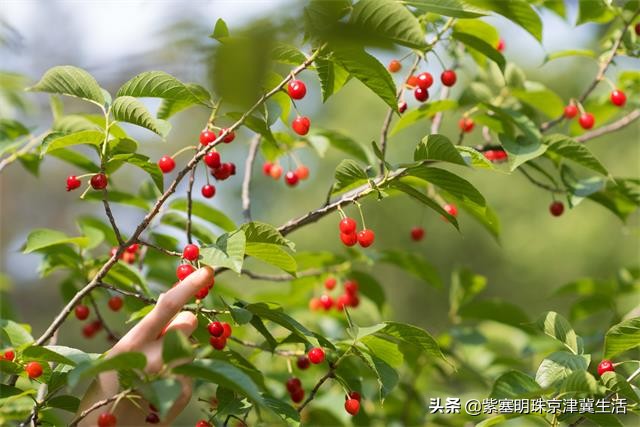 被遗忘的农家小院,蓟县八仙山评价高的农家院