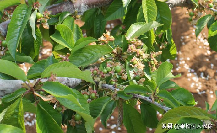 樱桃好吃树难栽，已经过时了，关键是要掌握好这些标准管理技术