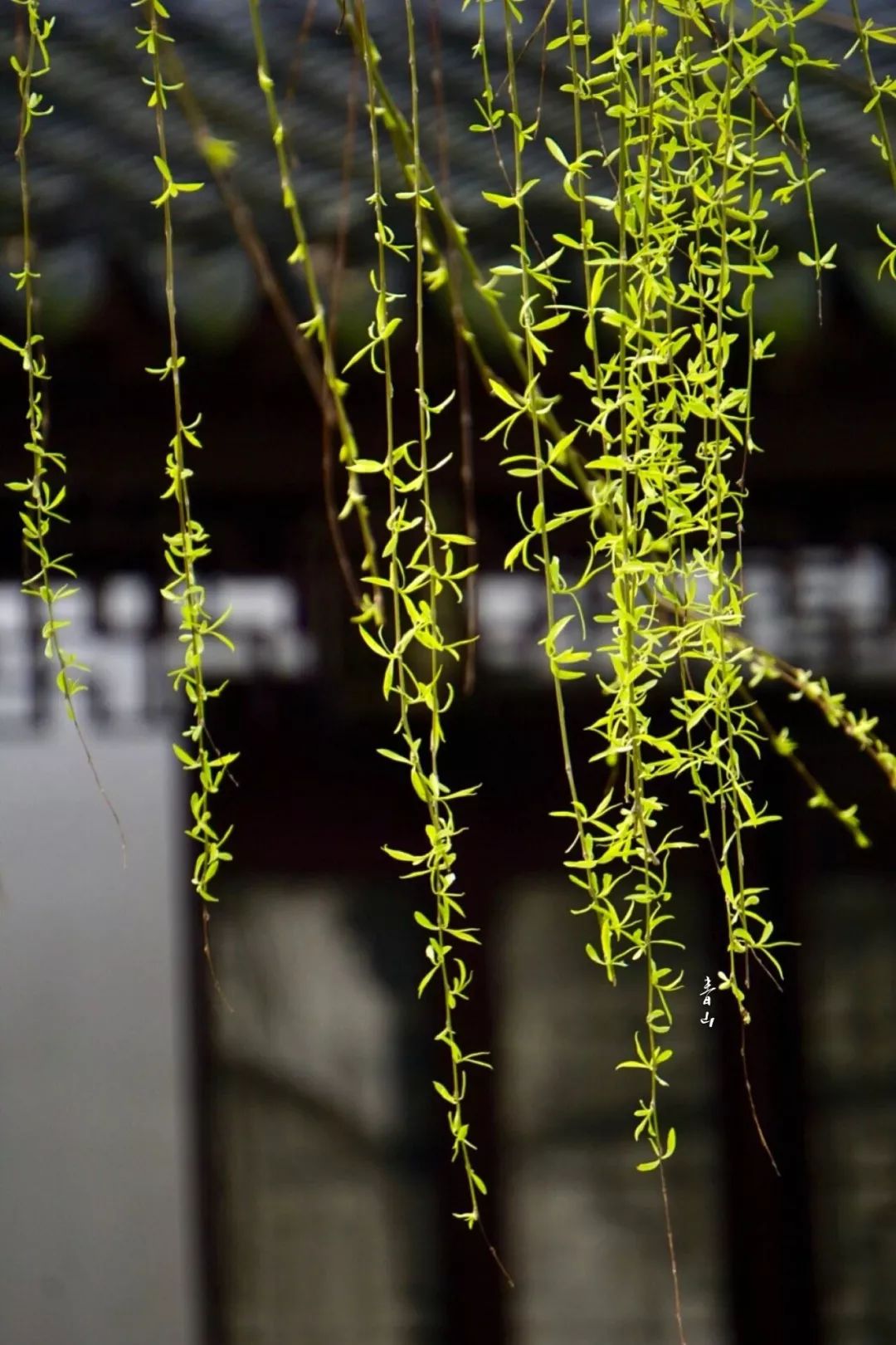 在中国歌曲,音乐在中国的发展史