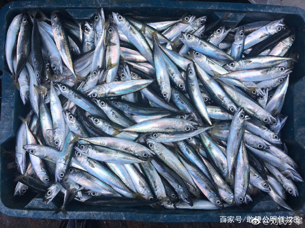 莱黄之鲐，不可胜食。鲐是指鲐鱼，它的味道并不好，但产量比较大