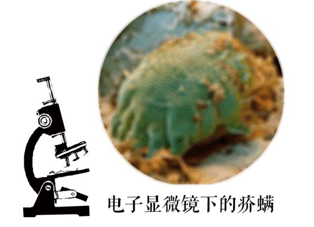 没想到吧，每晚陪你睡觉的是这个家伙！