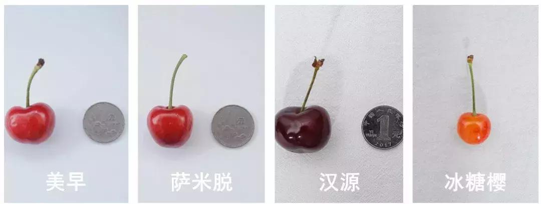 樱桃测评博主,樱桃测评