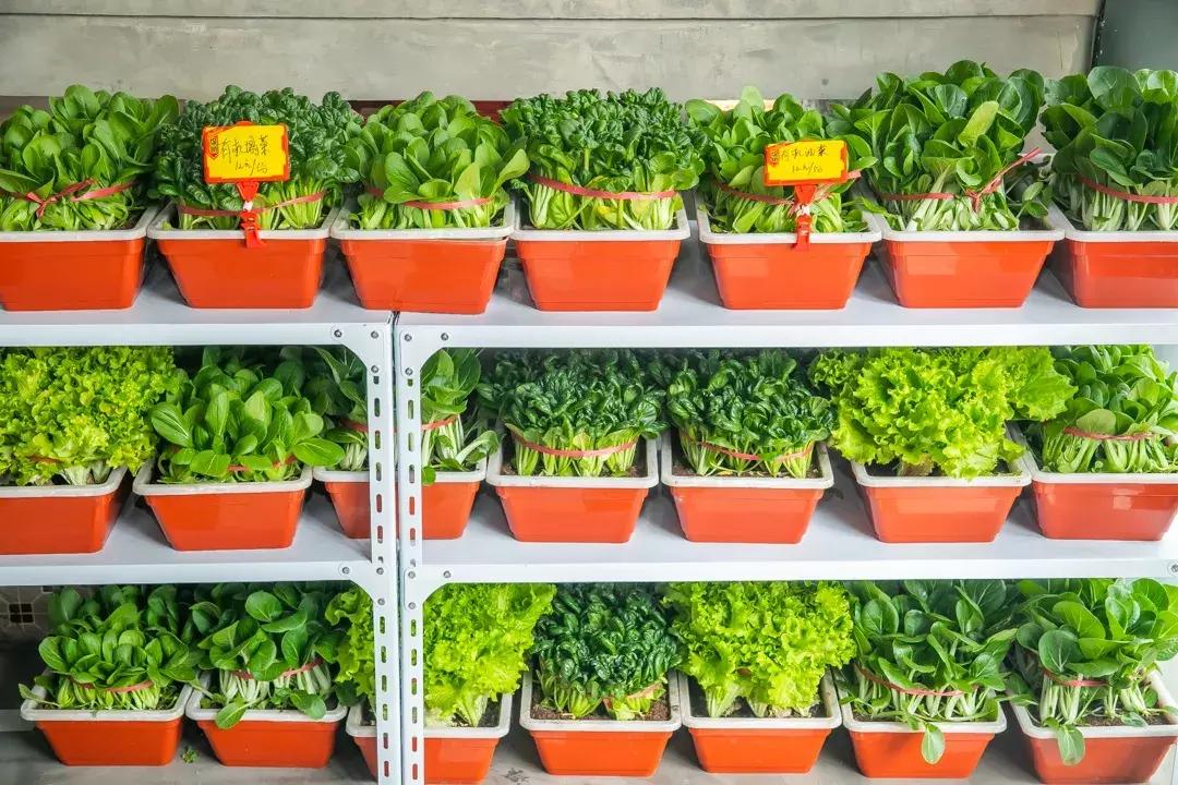 魔都惊现「2层楼小香港」，卖“蹦迪海鲜”！花胶鸡、6头鲍免费送